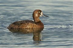 Greater Scaup